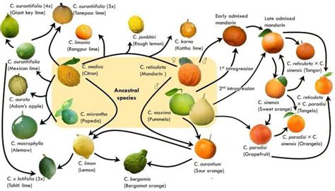 citrus traduction|orange family fruits.